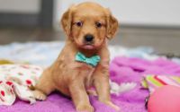 Male Mini Golden Retriever Pup - Evergreen