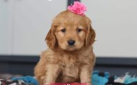 Female Mini Golden Retriever Pup - Lily
