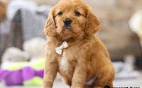 Male Mini Golden Retriever Pup - Charlie