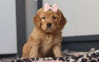 Female Mini Golden Retriever Pup - Hyacinth
