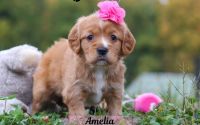 Female Mini Golden Retriever Pup - Amelia