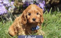 Male Mini Golden Retriever Pup - Gilbert