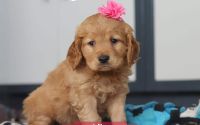 Female Mini Golden Retriever Pup - Lily