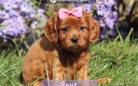 Female Mini Golden Retriever Pup - Anne
