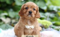 Male Mini Golden Retriever Pup - Birch