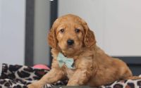 Male Mini Golden Retriever Pup - Cypress
