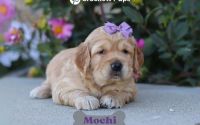 Female Mini Golden Retriever Pup - Mochi