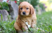 Male Mini Golden Retriever Pup - Ryan