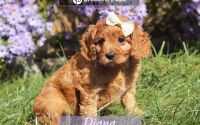 Female Mini Golden Retriever Pup - Diana