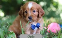 Male Mini Golden Retriever Pup - Opie