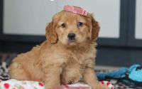 Female Mini Golden Retriever Pup - Rose