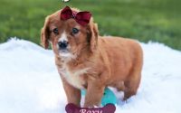 Female Mini Golden Retriever Pup - Roxy