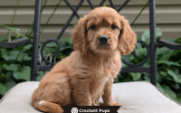 Male Mini Golden Retriever Pup - Duke