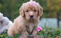 Female Mini Golden Retriever Pup - Olivia
