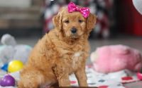 Female Mini Golden Retriever Pup - Violet