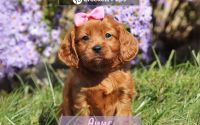 Female Mini Golden Retriever Pup - Anne