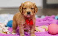 Male Mini Golden Retriever Pup - Frost