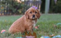 Female Mini Golden Retriever Pup - Amber