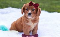 Female Mini Golden Retriever Pup - Roxy