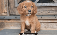Male Mini Golden Retriever Pup - Buddy