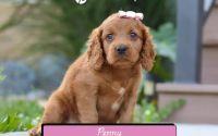 Female Mini Golden Retriever Pup - Penny