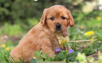 Male Mini Golden Retriever Pup - Cypress