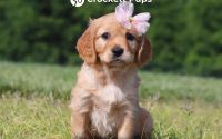 Female Mini Golden Retriever Pup - Freesia