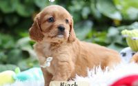 Male Mini Golden Retriever Pup - Birch