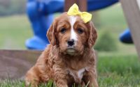 Female Mini Golden Retriever Pup - Daisy