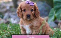 Female Mini Golden Retriever Pup - Minnie