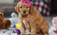 Female Mini Golden Retriever Pup - Violet