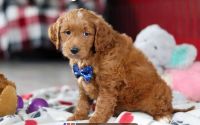 Male Mini Golden Retriever Pup - Azul