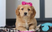 Female Mini Golden Retriever Pup - Daffodil
