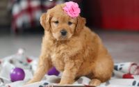 Female Mini Golden Retriever Pup - Indigo