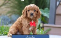 Male Mini Golden Retriever Pup - Strider