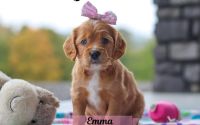 Female Mini Golden Retriever Pup - Emma
