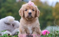 Female Mini Golden Retriever Pup - Olivia