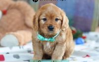 Male Mini Golden Retriever Pup - Snowshoe