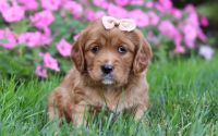 Female Mini Golden Retriever Pup - Bailey