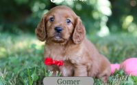 Male Mini Golden Retriever Pup - Gomer