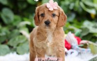 Female Mini Golden Retriever Pup - Hazelnut
