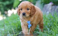 Male Mini Golden Retriever Pup - Charlie