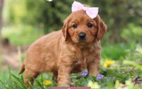 Female Mini Golden Retriever Pup - Ahnna