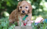 Male Mini Golden Retriever Pup - Andy