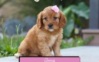 Female Mini Golden Retriever Pup - Annie
