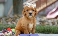 Female Mini Golden Retriever Pup - Ella