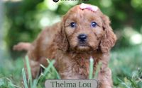 Female Mini Golden Retriever Pup - Thelma Lou