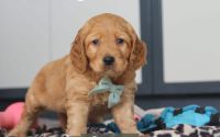 Male Mini Golden Retriever Pup - Cypress