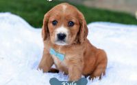 Male Mini Golden Retriever Pup - Kyle