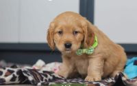 Male Mini Golden Retriever Pup - Alder